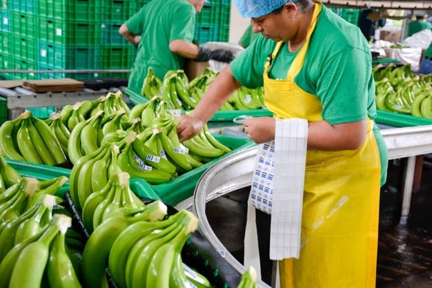 EcuadorBananaembalaje