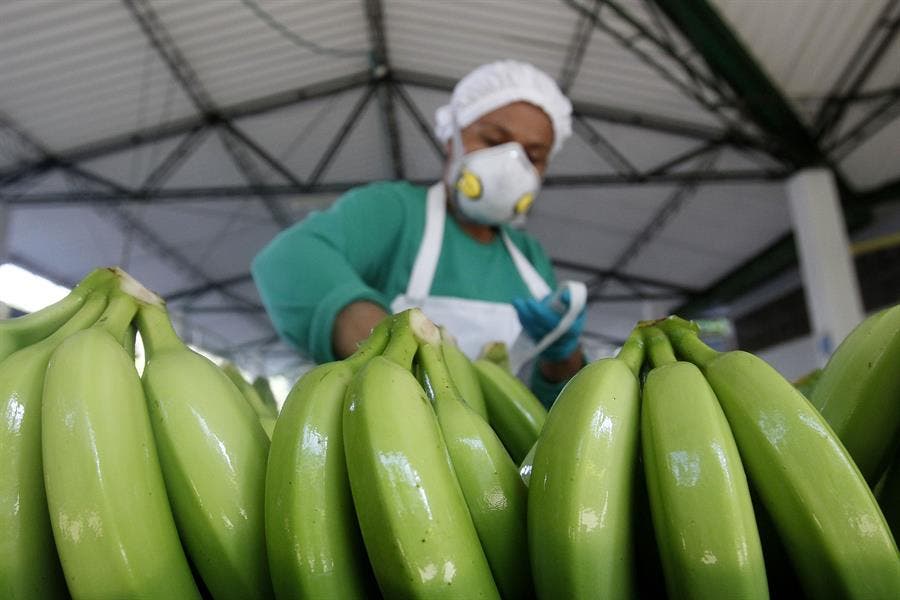 plátano Colombia EFE Luis Eduardo Noriega A