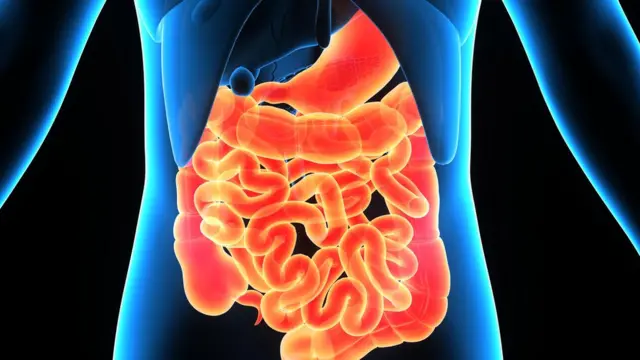 Ilustración del sistema gastrointestinal