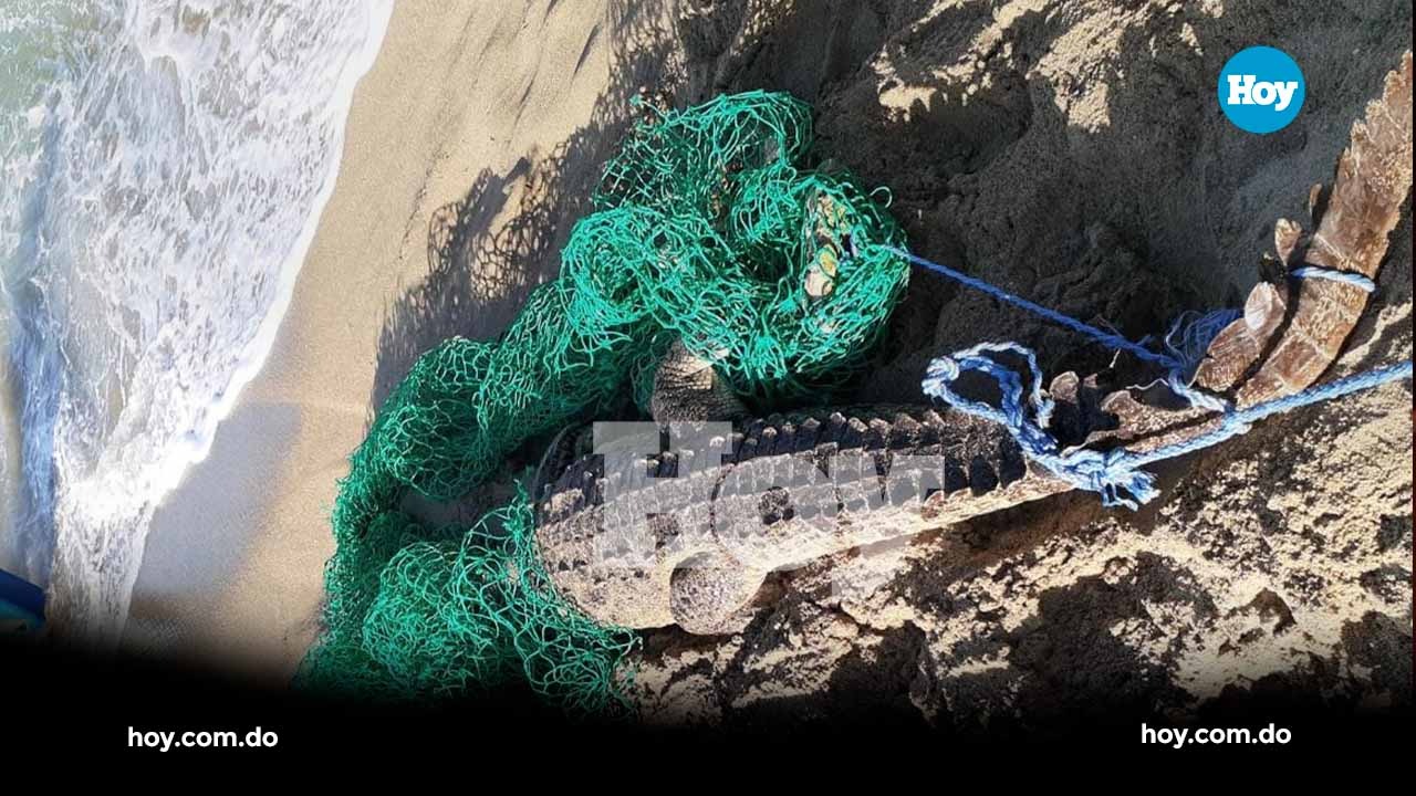 Hasta el momento se desconocen las circunstancias en las que fue capturada la especie.