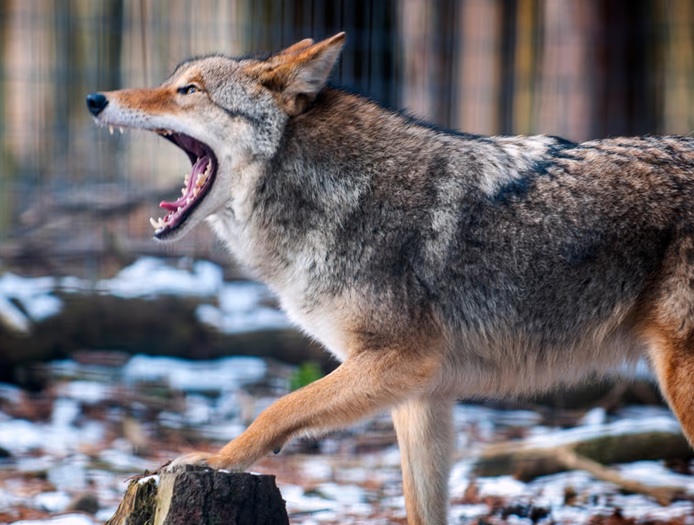 Coyote