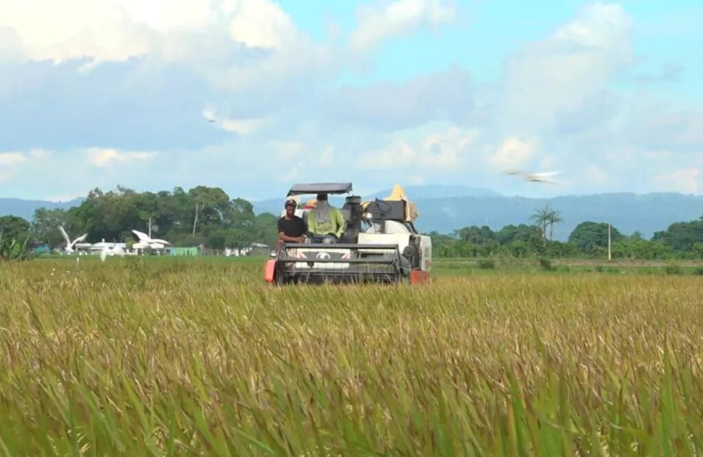 República Dominicana reduce brecha de productividad en producción de arroz respecto a Estados Unidos, según informe del USDA