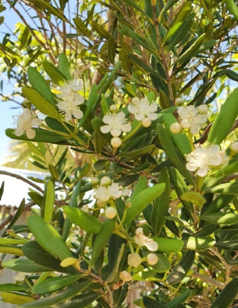 Más del 40 por ciento de las plantas vasculares de la isla son endémicas