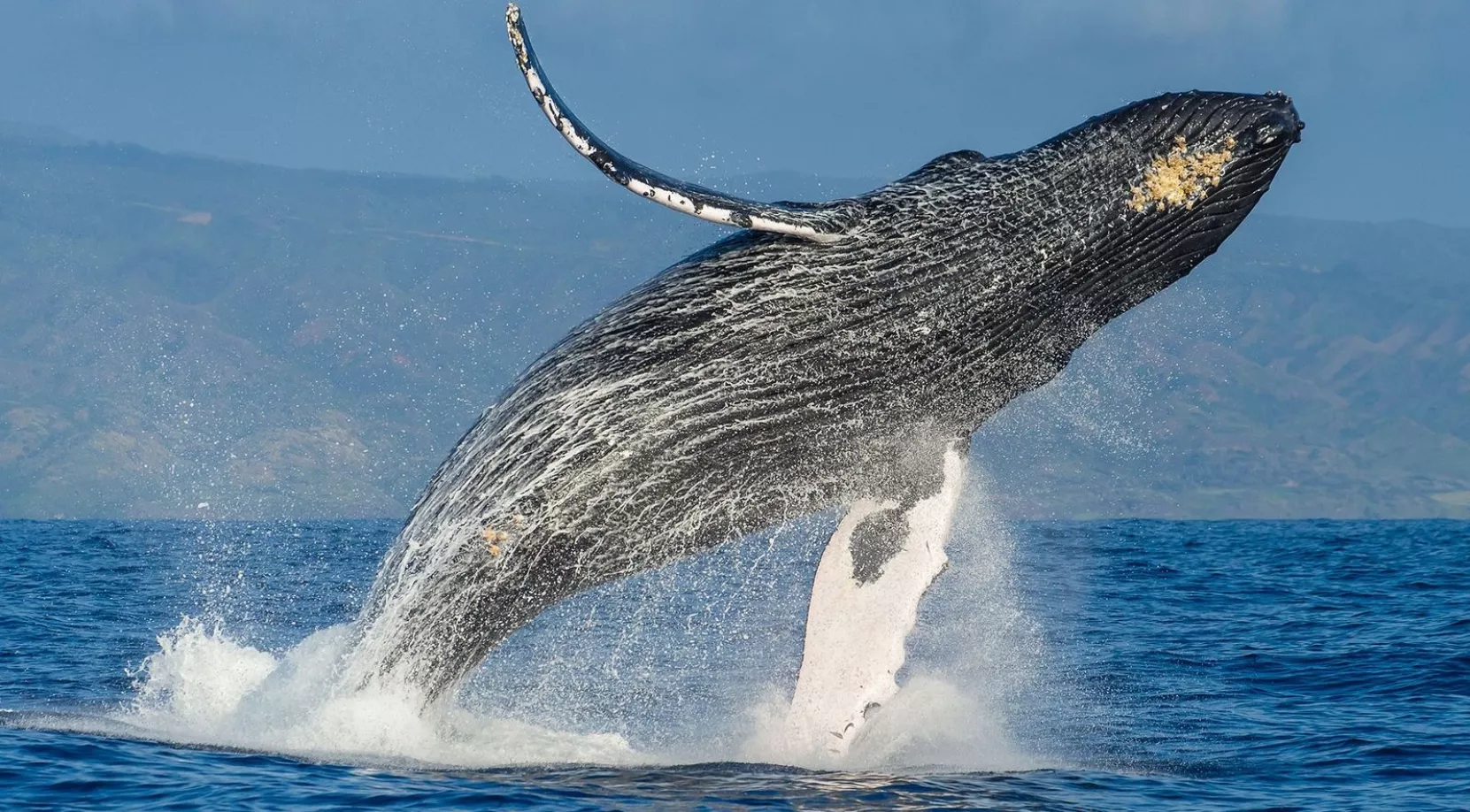 ballena jorobada