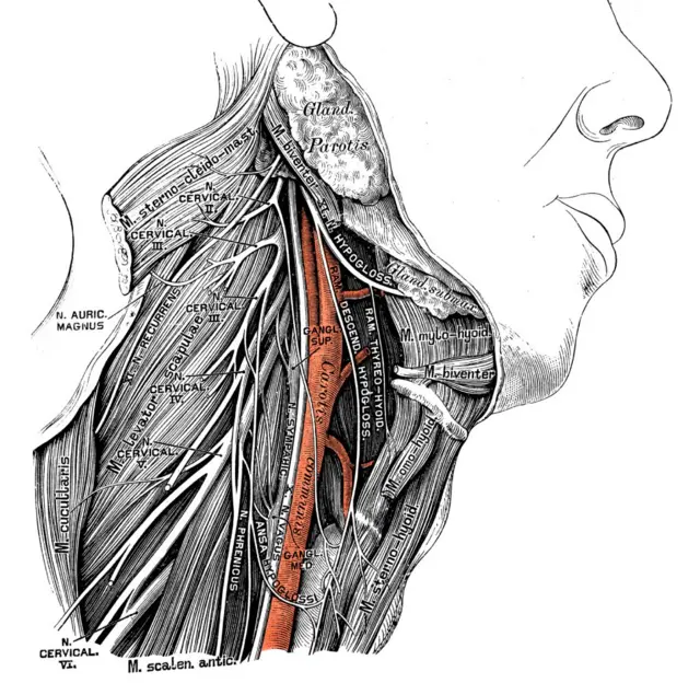 Ilustración científica de la anatomía humana con etiquetas latinas/italianas: nervio laríngeo recurrente