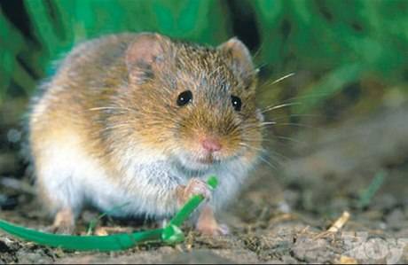 ¡Cuidado con el peligroso Hantavirus!