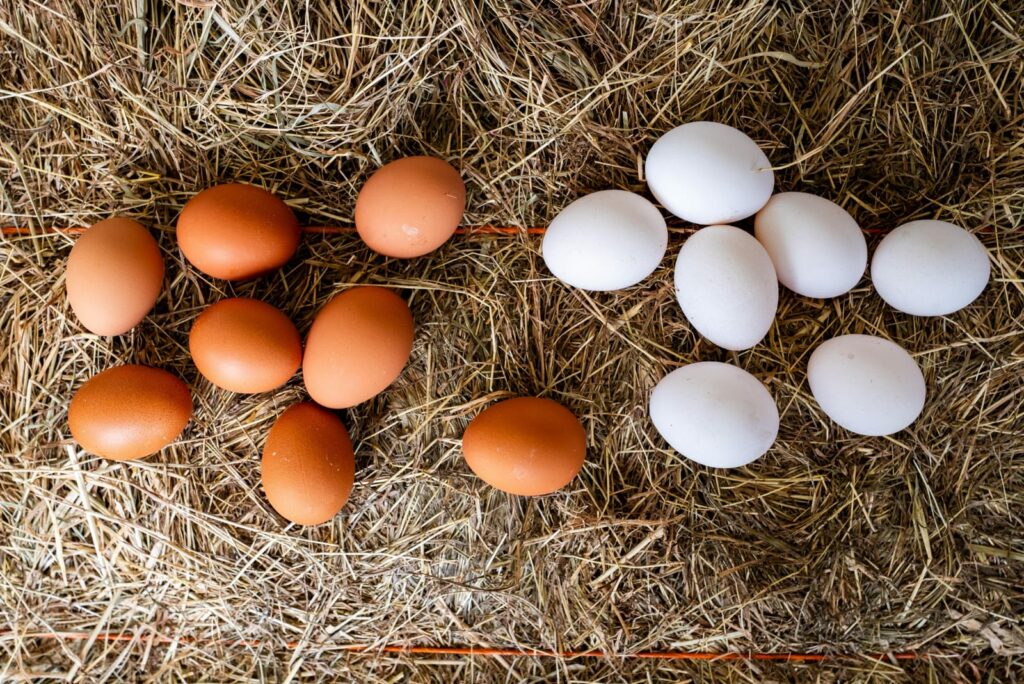 Sanut convoca el tercer taller Avícola: producción de huevos para principiantes