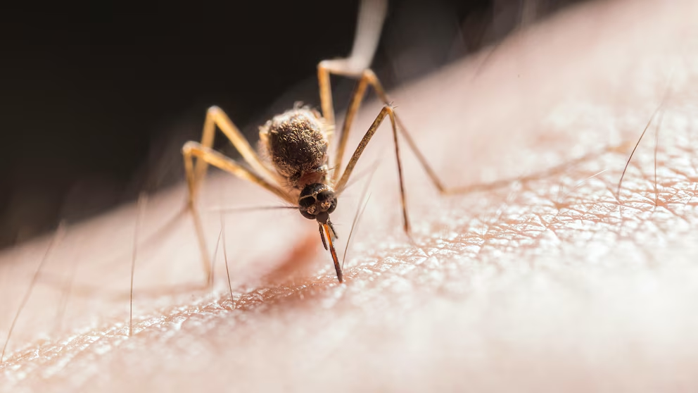 El mosquito es el animal más mortífero del planeta, transmite malaria, dengue, zika, fiebre amarilla, chikungunya y otras enfermedades (Pexels)