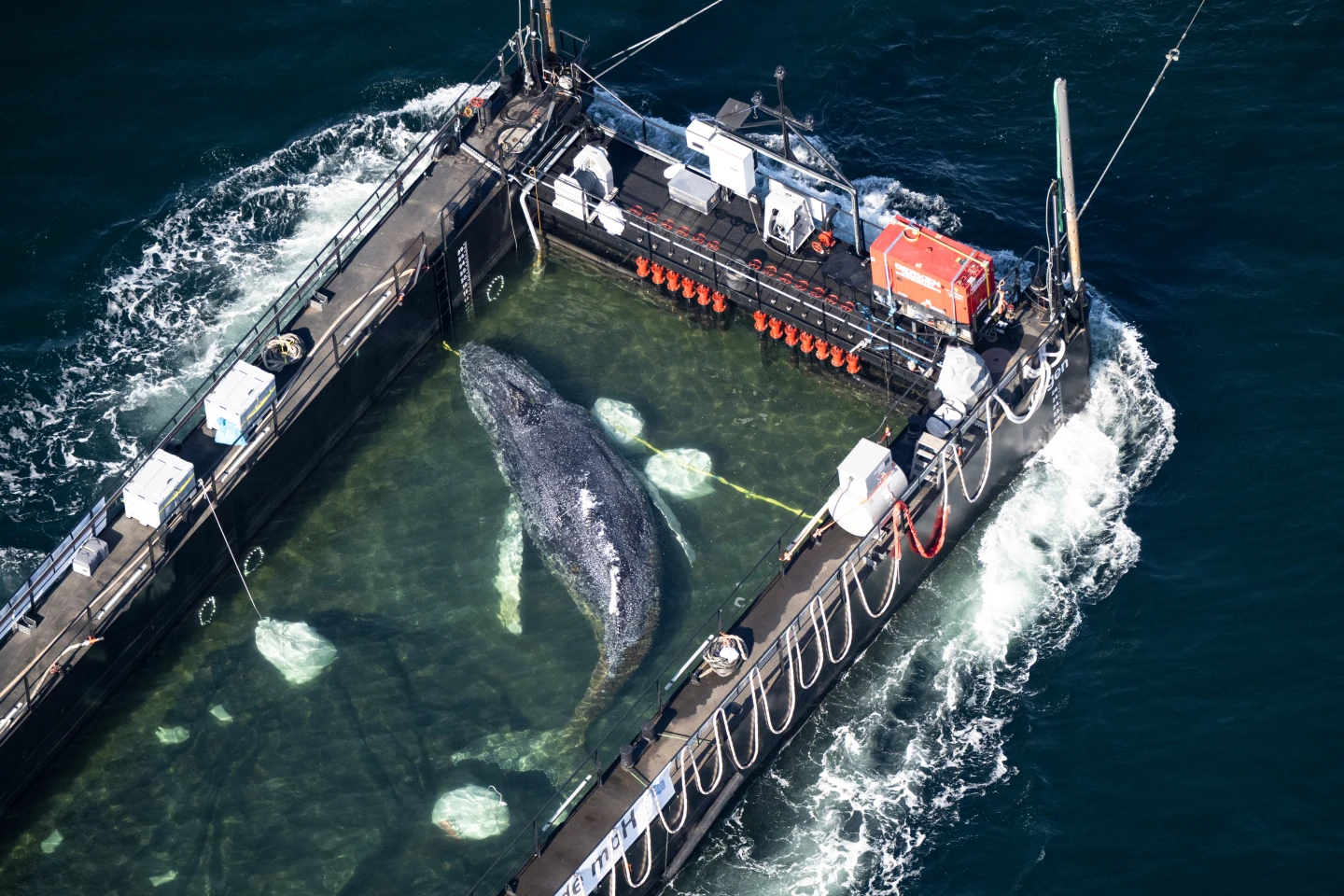Ballena jorobada liberada tras un espectacular rescate encontrada muerta frente a las costas de Dinamarca.