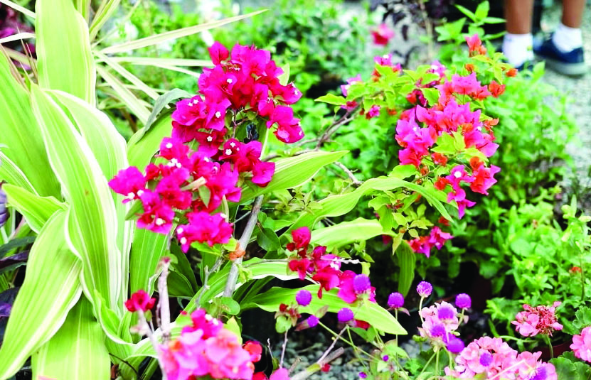 Fiesta de las Flores: 15 años enalteciendo la cultura y el turismo en Jarabacoa