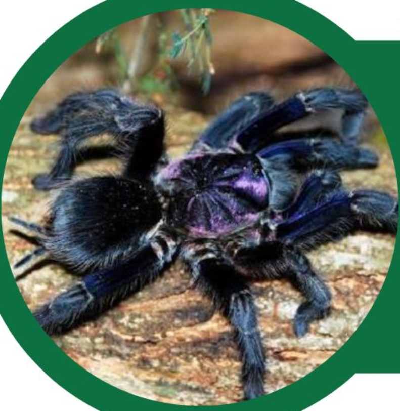 Amantes de la vida silvestre tienen espacio para aprender sobre mitos de la fauna