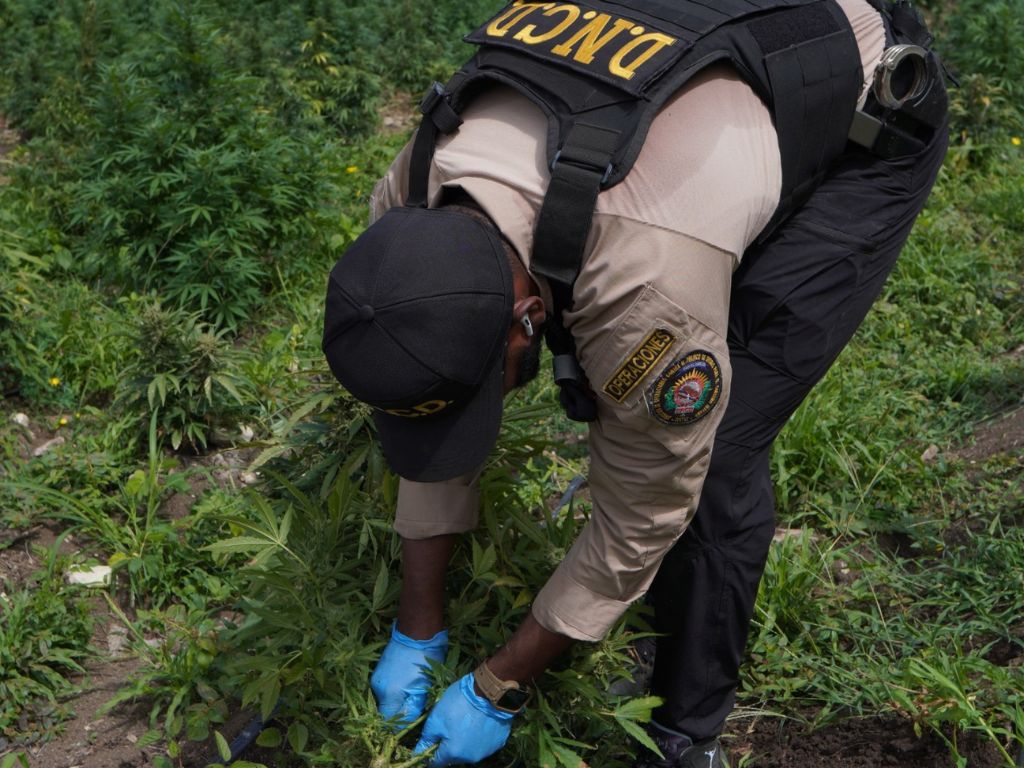 Encuentran más de 3.000 plantas: La DNCD desmantela la plantación de marihuana más grande de Ocoa