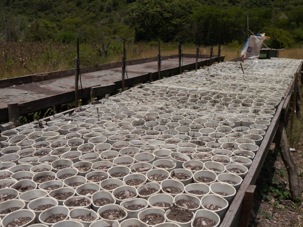 Encuentran más de 3.000 plantas: La DNCD desmantela la plantación de marihuana más grande de Ocoa
