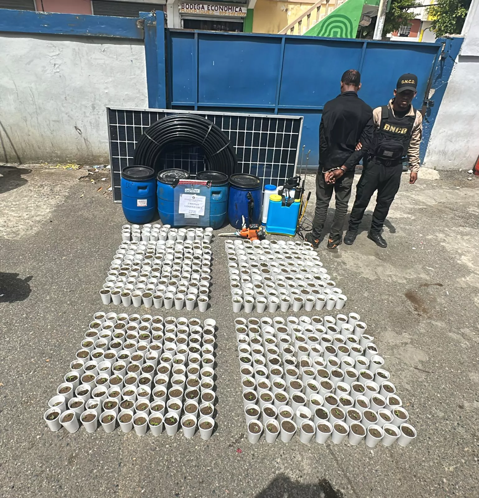 Agente custodia a detenido junto con plantas de marihuana incautadas en operativo en Santo Domingo Oeste