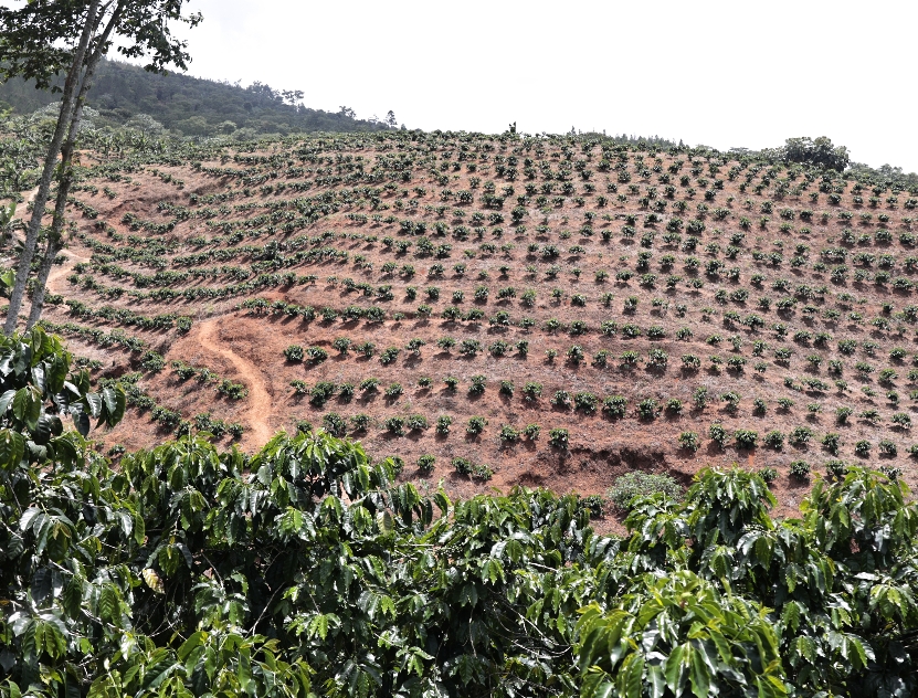 La siembra de café cobra impulso como estrategia de sostenibilidad