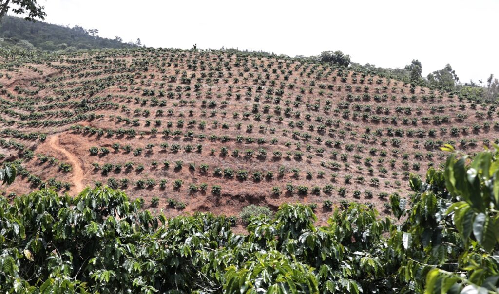 Productores confían en el resurgimiento del cafetal