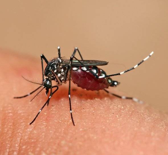 Continúan aumentando los casos de dengue en el país; En lo que va del año se han registrado 1.251 pacientes