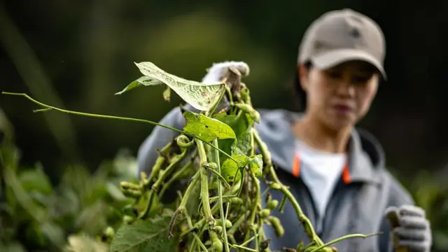 planta de edamame