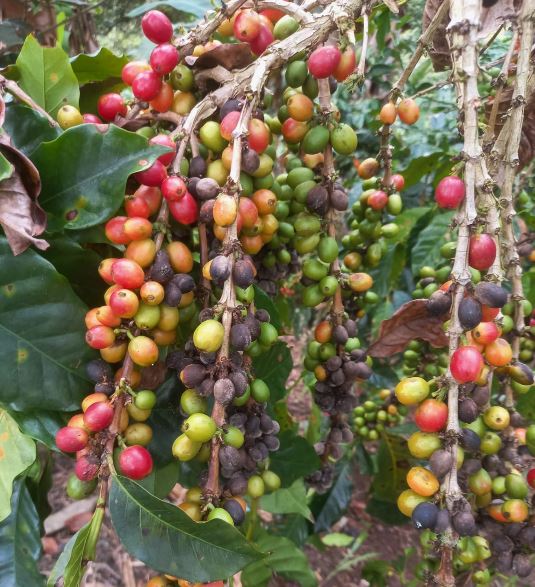 Cafetaleros exigen apoyo: el 70% del café que se consume en el país es importado