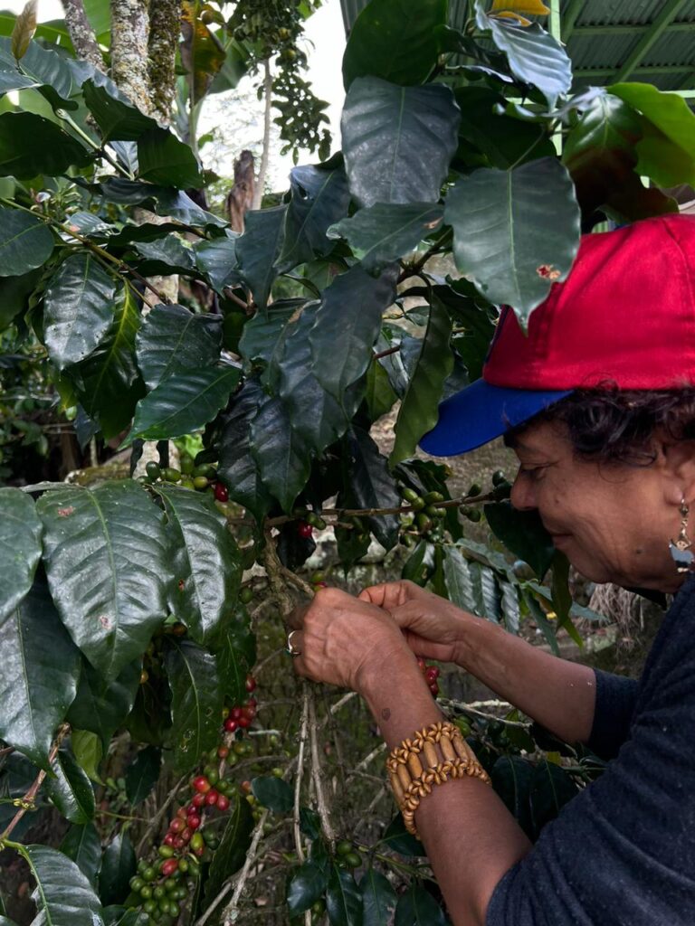 Cafetaleros exigen apoyo: el 70% del café que se consume en el país es importado