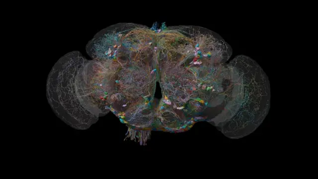 Una visualización científica frontal del cerebro de una mosca de la fruta flota sobre un fondo negro intenso. El cerebro es ampliamente simétrico, con dos mitades densas y redondeadas unidas en el centro, creando una forma similar a una mariposa pequeña y compleja o a un par de alas plegadas. Miles de líneas de colores extremadamente finas (turquesa, amarilla, naranja, rosa, violeta, verde y blanca) se entrelazan en la estructura, representando vías nerviosas. Pequeños bloques y grupos de colores más brillantes salpican la intrincada red. Un tenue contorno gris translúcido rodea partes del cerebro y se extiende hacia los grandes lóbulos laterales a ambos lados. En la parte inferior desciende un pequeño haz de fibras multicolores.