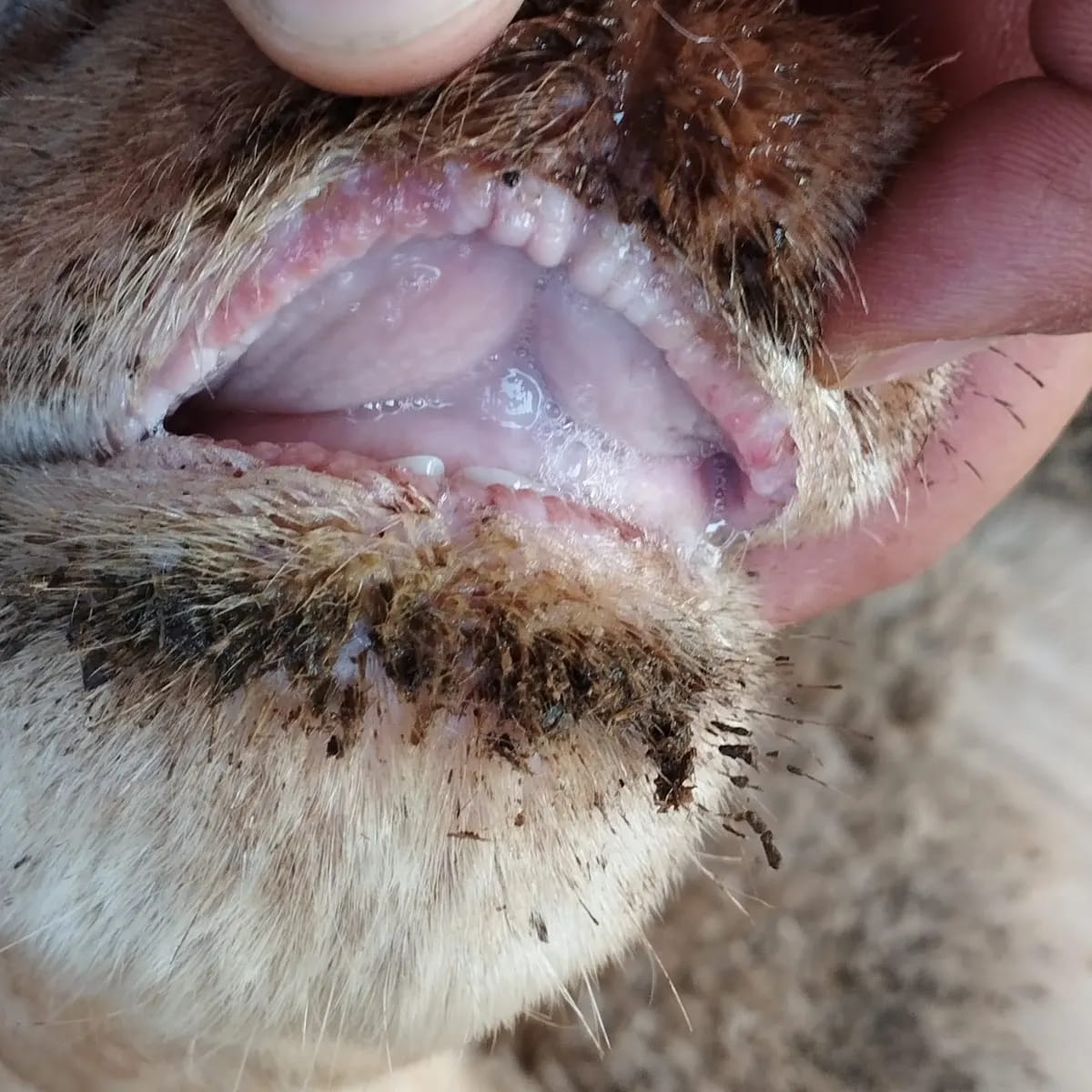 Advierten sobre detección de lengua azul en RD