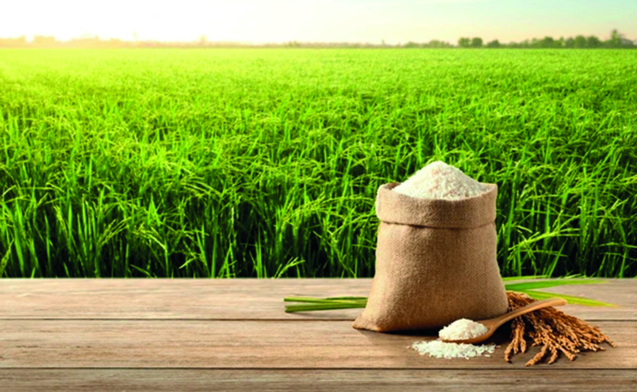 El Ministro de Agricultura, Limber Cruz, dijo que habrá otra cosecha récord de arroz.