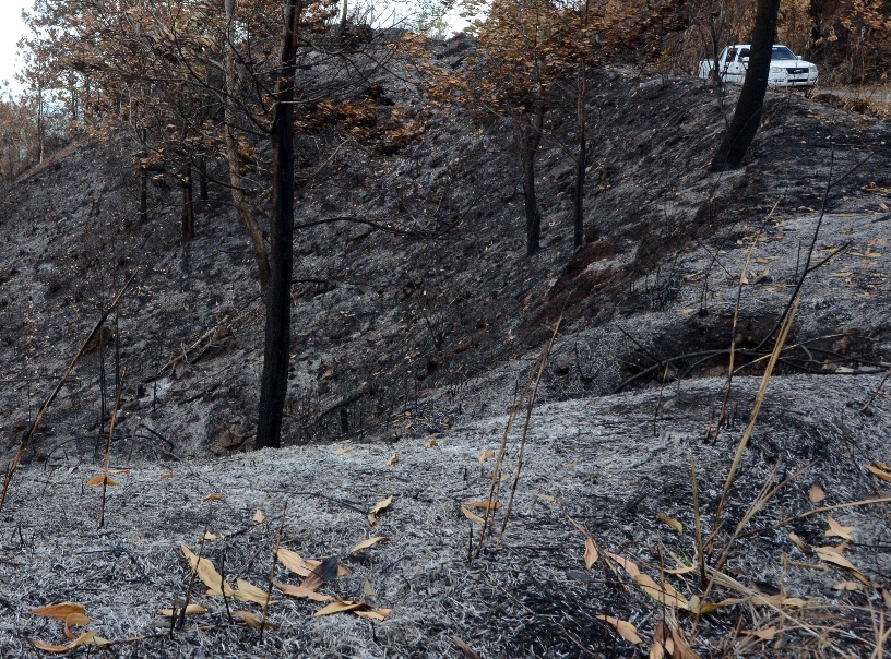 Los incendios han afectado a los bosques.