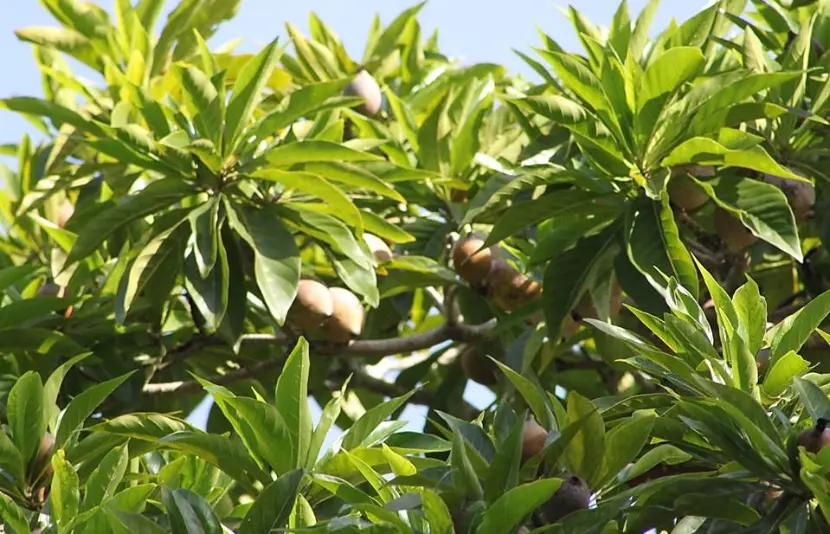 El árbol de jagua, ideal para sistemas agroforestales