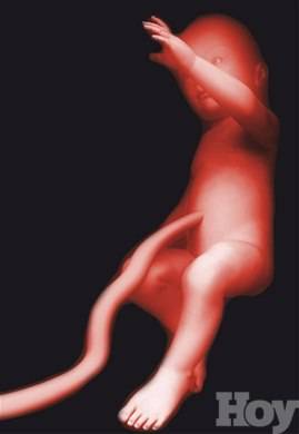 ¿Qué nos dice el cordón umbilical?
