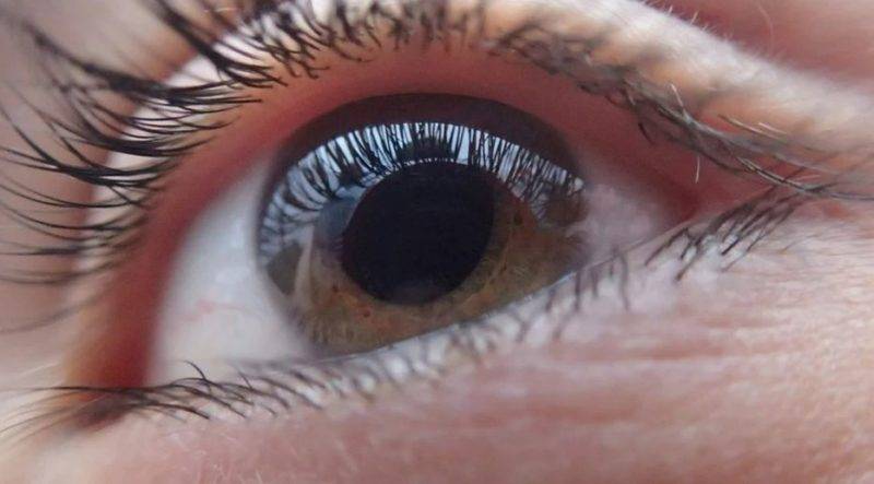 Identifican un gen crucial para el desarrollo de la retina y la visión