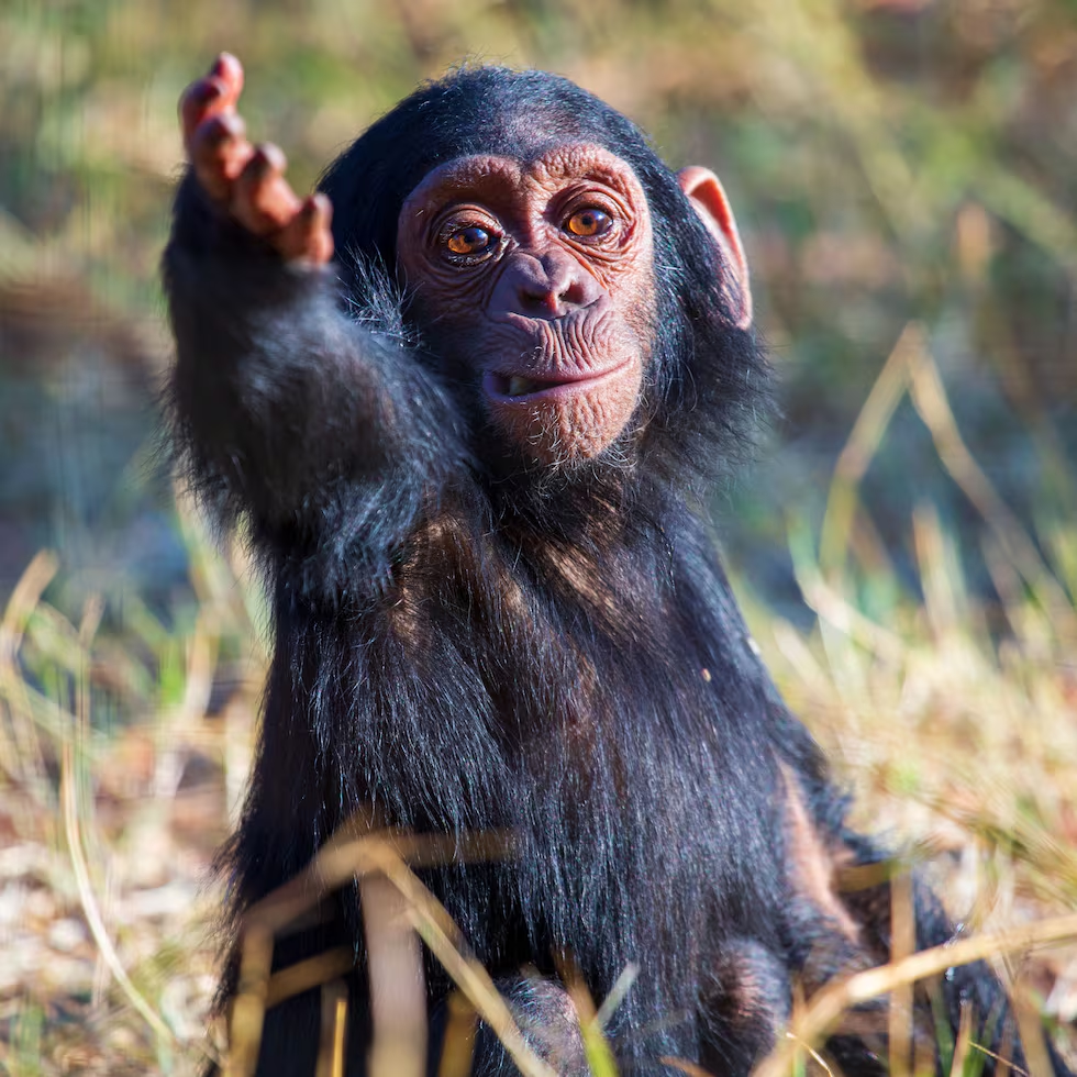 Imagen de Jake, uno de los chimpancés bebés estudiados en la investigación, señalando a otro chimpancé. Jake Brooker