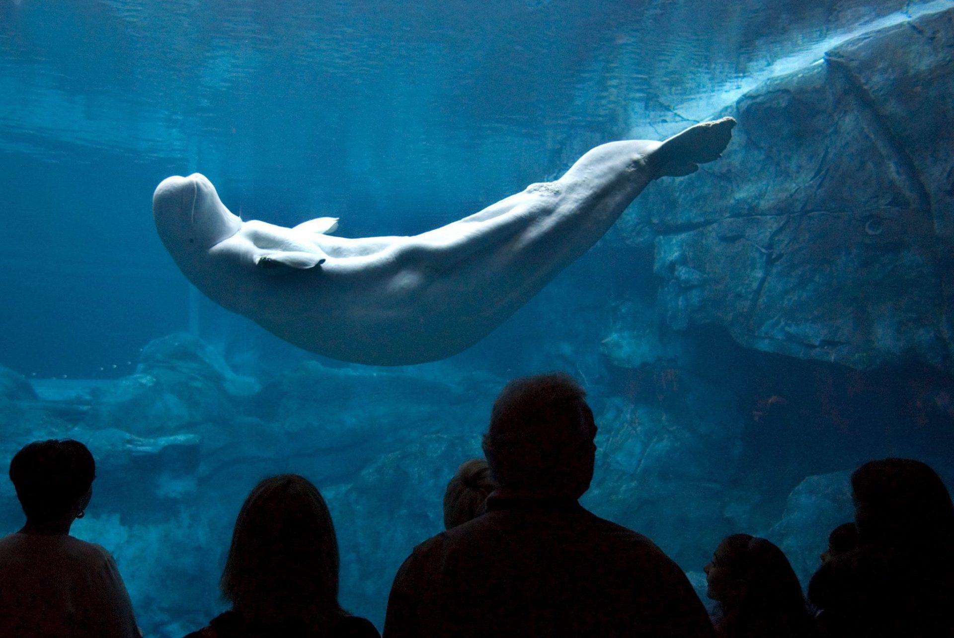Ballena beluga en un acuario americano. Imagen de archivo. EFE/JUAN AMIS