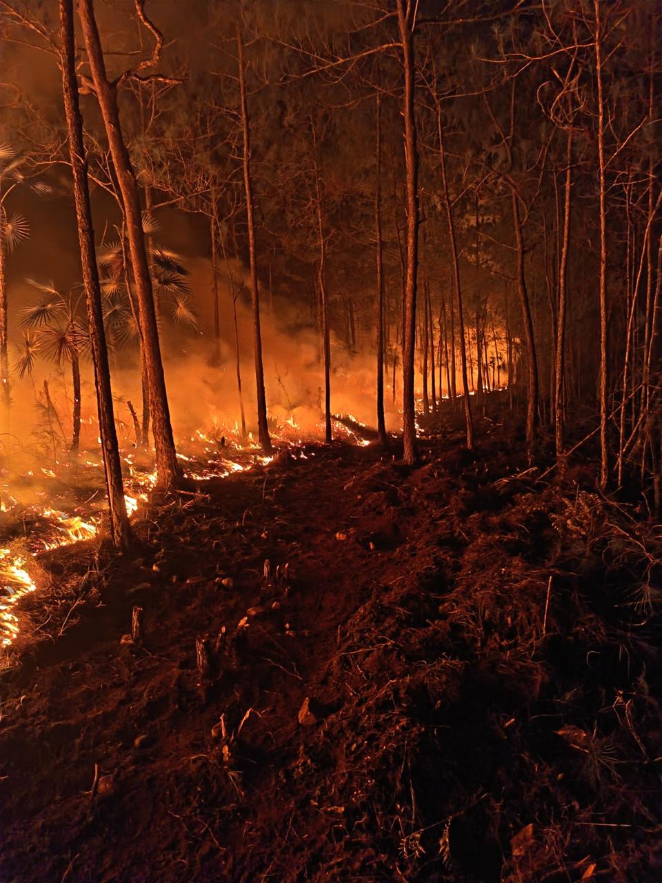 Bomberos forestales ingresan a fase de extinción del incendio Pelempito-Aceitillar