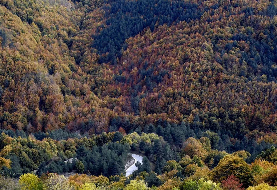 Misión para estudiar la fotosíntesis. En la imagen, Vista de la Selva de Irati, un magnífico hayedo, en Pamplona (Navarra, España). EFE/Jesús Diges / Archivo