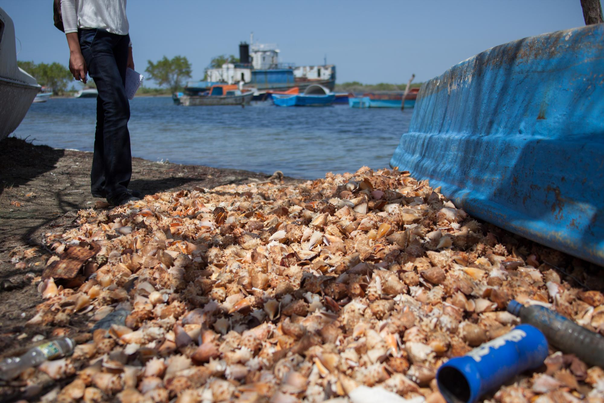 Montón de conchas y desechos junto a un barco azul en la orilla, con barcos al fondo