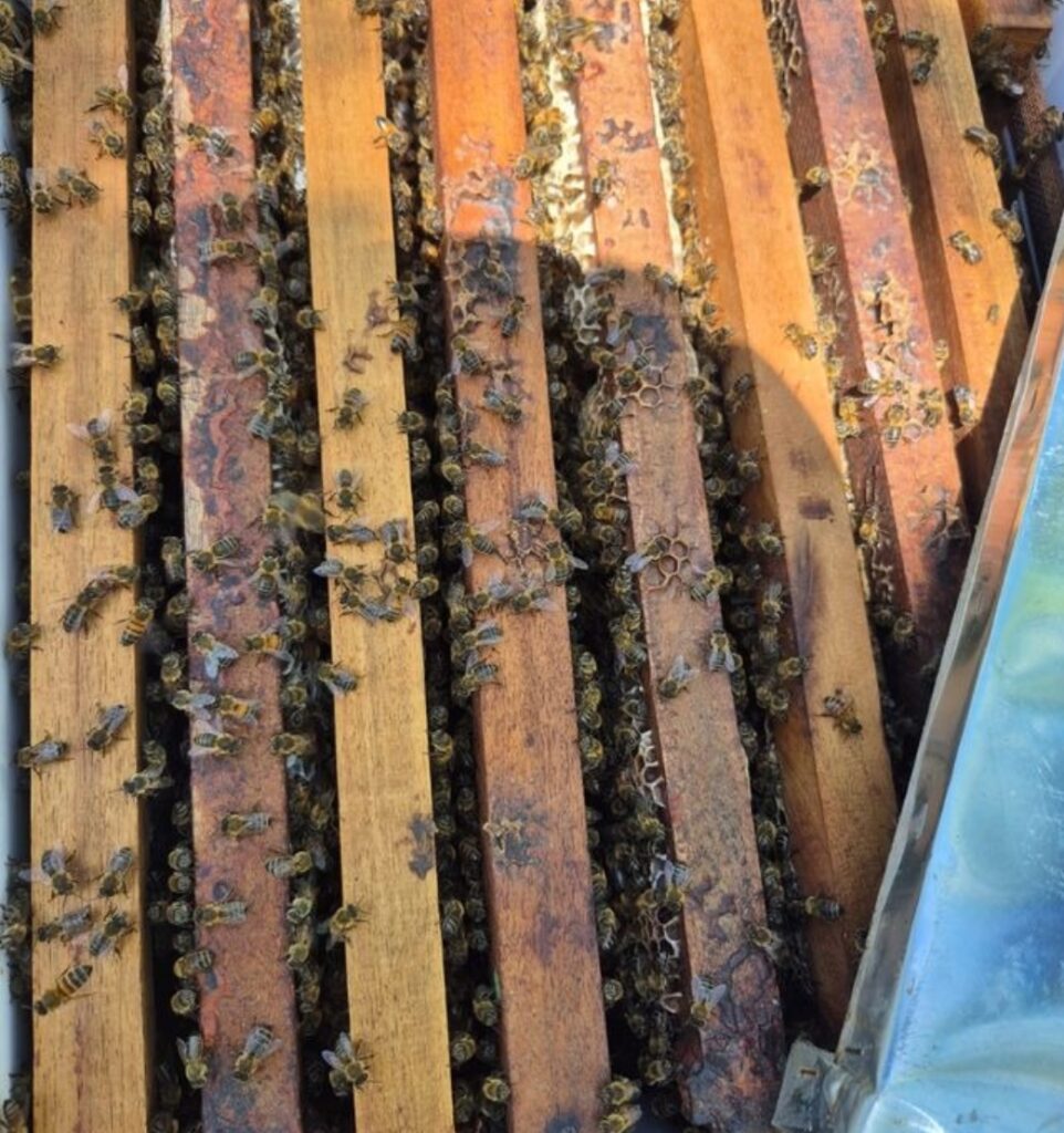 ¿Por qué pican las abejas y qué tan necesario es su biomonitoreo?