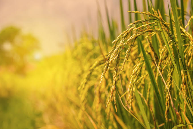Plantación de arroz