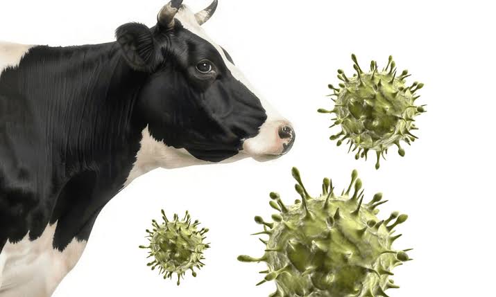 Muere en Francia una persona con el virus shamonda, que se creía no transmisible al humano