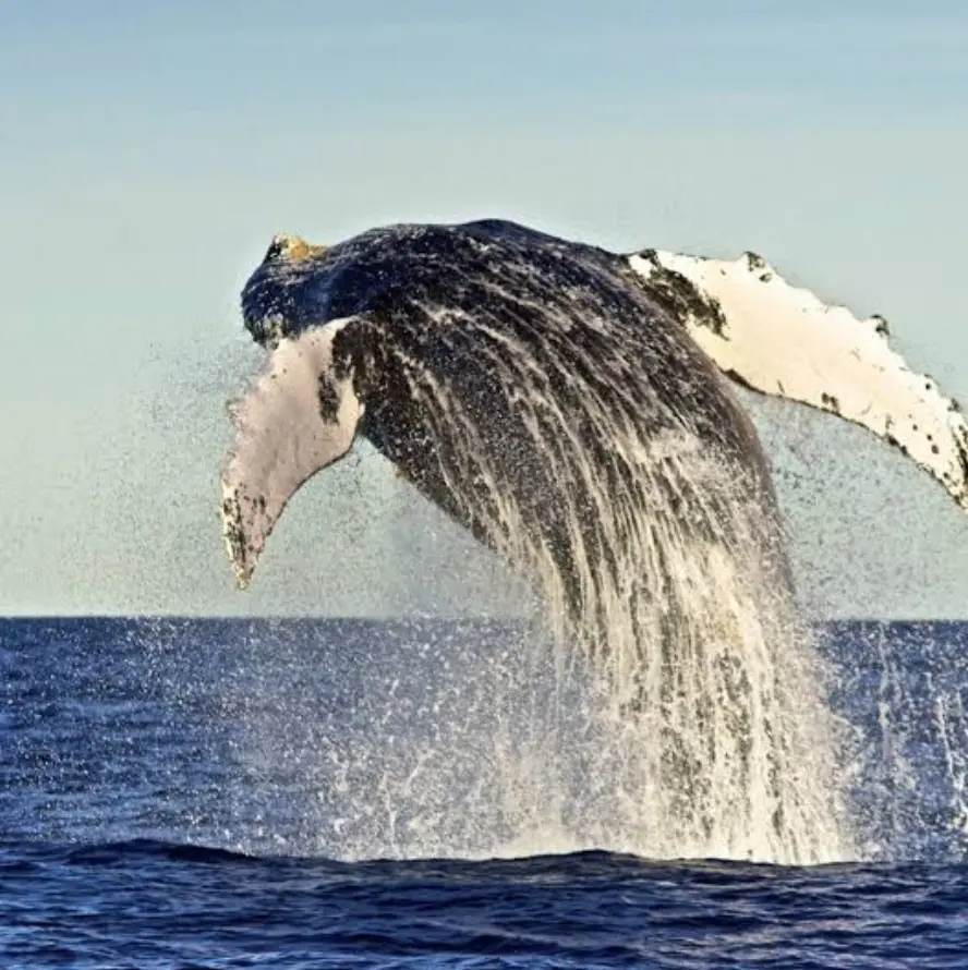 Exportar “vómito de ballena” exige respetar los acuerdos CITES