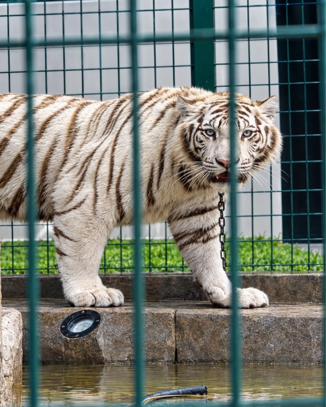 Operación Madre Tierra VIII