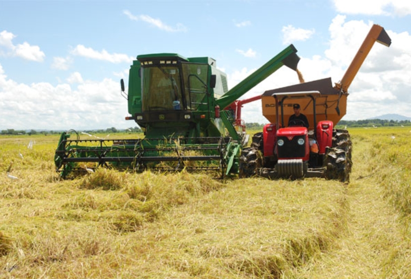 Un cortador de arroz en una plantación dominicana.
