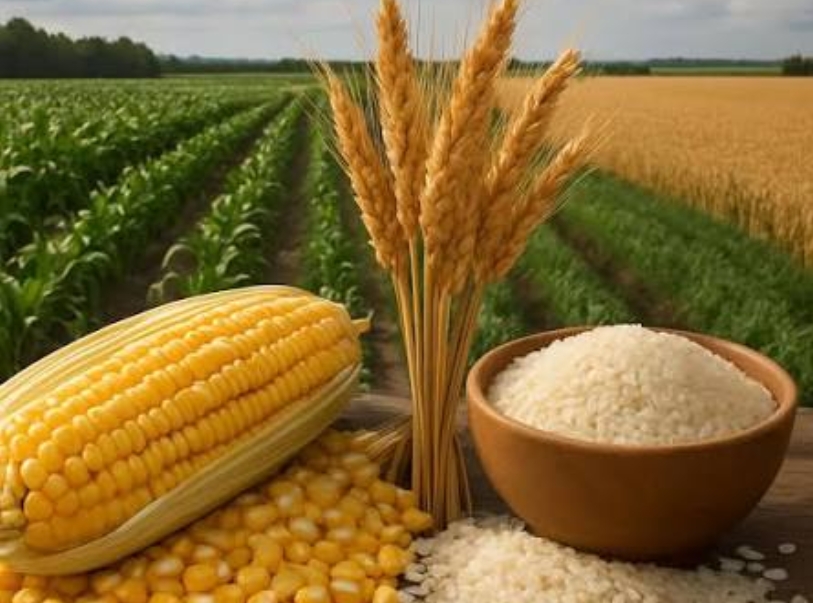 Maíz, arroz y soja, cultivos de gran valor económico.
