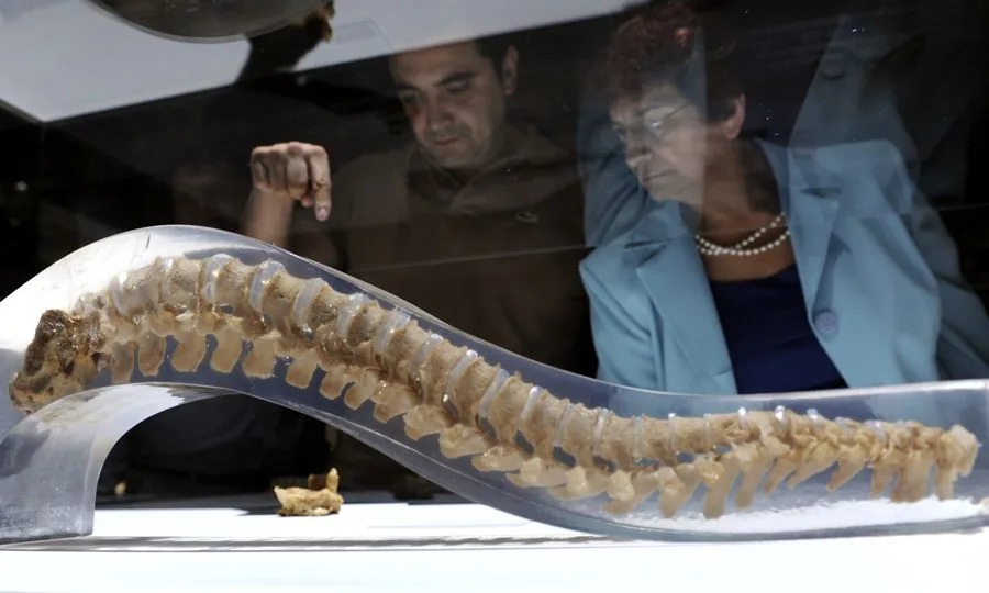 Dos personas observan la columna vertebral de un cuerpo humano real EFE/Mario Guzmán