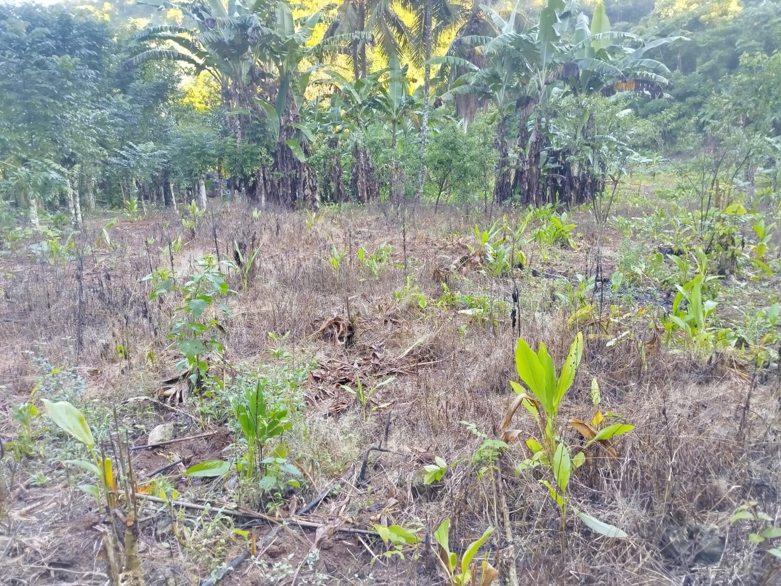 Zona con vegetación quemada y nuevos brotes en zona vinculada a daño ambiental en el Parque Nacional Los Haitises