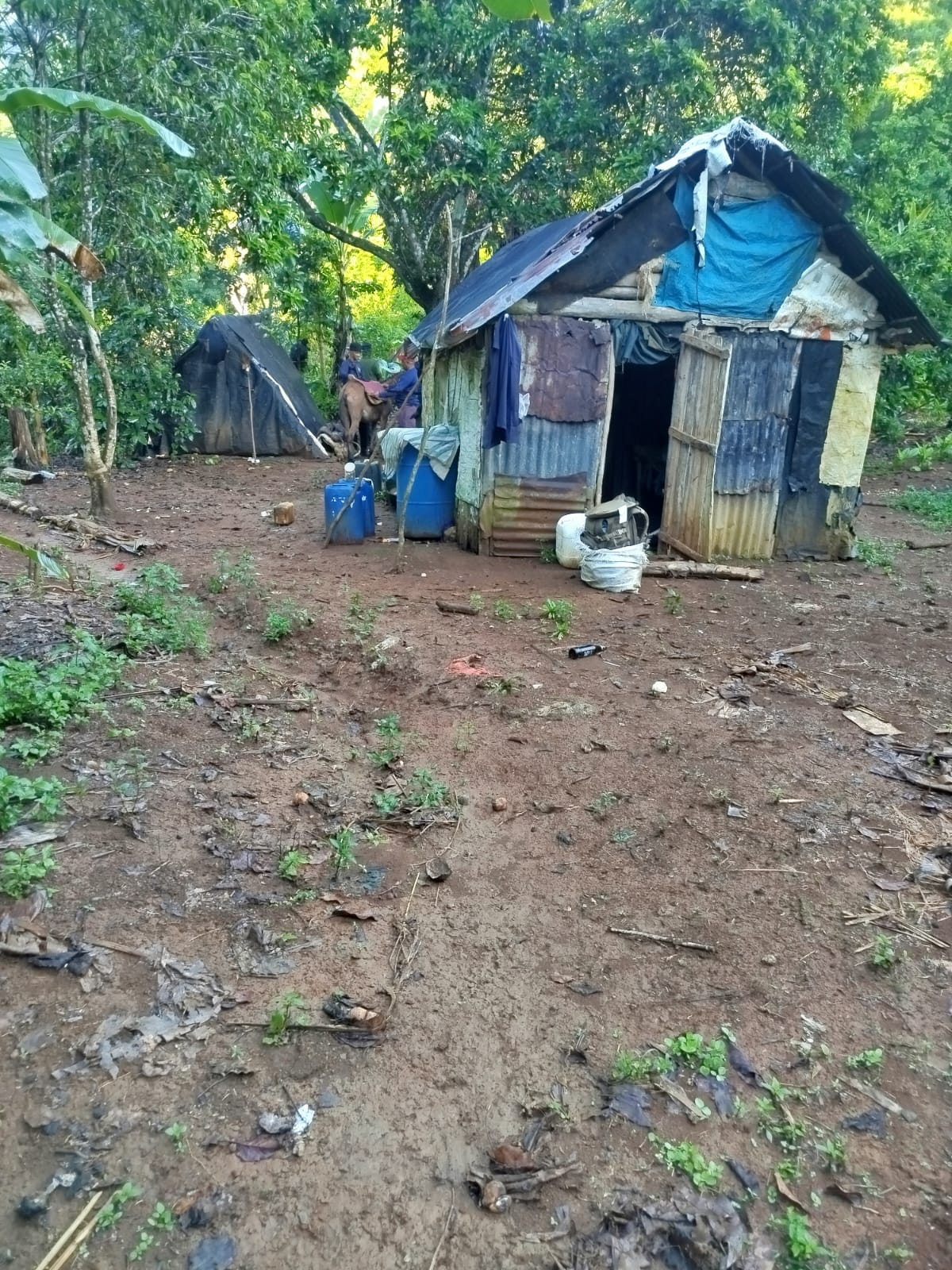 Viviendas improvisadas en zona boscosa vinculadas al caso de daño ambiental en el Parque Nacional Los Haitises